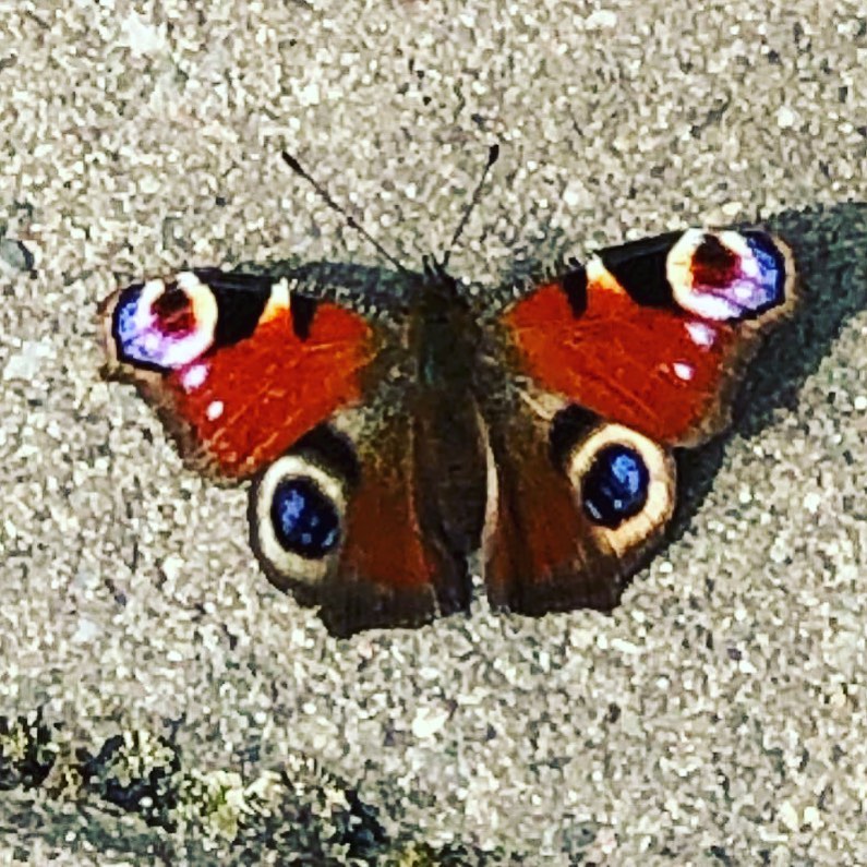 This lovely butterfly 🦋 landed on my way and gave me awesome food for thought 💭👉Did you notice that spring is the time of rapid transformation? Just like a caterpillar 🐛 turns into a beautiful butterfly 🦋, people are creating the winning 🏆 habits and achieving astonishing results. It doesn’t happen overnight and requires systematic work and discipline. And the results are very rewarding. 🙌 For example, this spring I’m working on increasing my energy levels by keeping 14,5-16h breaks between the last and the first meal 🥘 of the day. Frankly speaking it’s not easy, but I stick to it. 👉What’s your winning 🏆 habit? Share in the comments 👇 #winninghabits #habits #spring #transformation #highperformance #energylevels #productivity #productivitytips #productivityhacks #productivitybooster #productivitytools #productivityboostertool #PBT